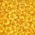 Primrose Quilt
