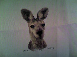 Cross stitch square for Kangaroos's quilt