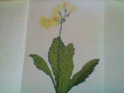 Cross stitch square for Primrose M's quilt